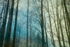 winter woods