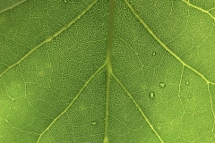 tulip poplar leaf